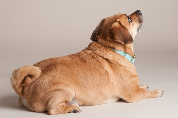 © Alice G Patterson Photography |  Daily Dog Tag | overweight small mixed breed