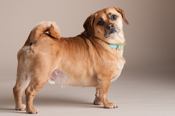 © Alice G Patterson Photography | Daily Dog Tag | overweight Puggle, Handsome dog