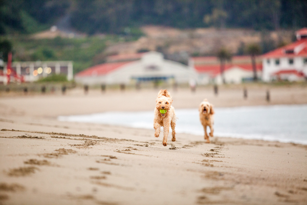 © Charlotte Reeves Photography | Daily Dog Tag | Learn-Pet-Photography