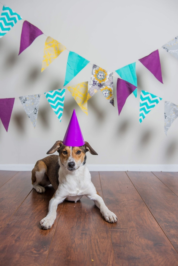 © Joe R Geske Photography | Daily Dog Tag | Dog's-first-birthday