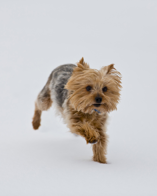 © Right Start Photography | Daily Dog Tag | Yorkshire-Terrier-playing-winter-snow