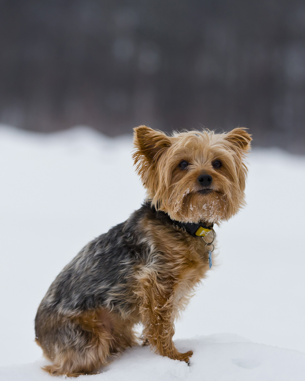 © Right Start Photography | Daily Dog Tag | Handsome Yorkie  In Snow