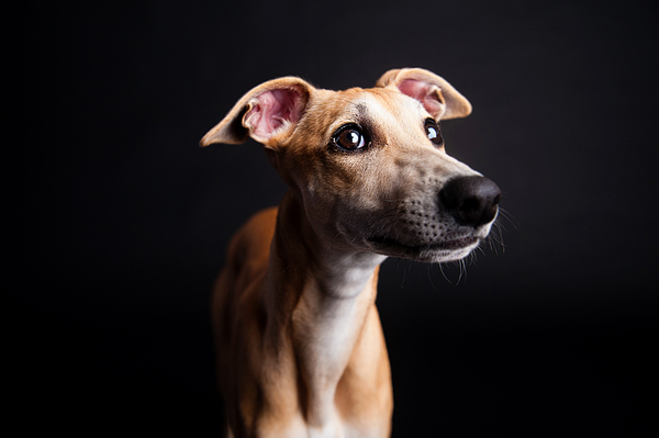 © Emilee Fuss Photography | Daily Dog Tag | Whippet, studio-dog-portraits