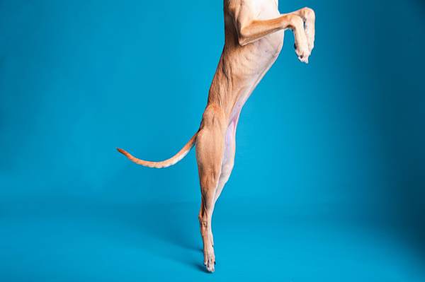 © Emilee Fuss Photography | Daily Dog Tag | Whippet-on-hind-legs, studio-dog-portraits