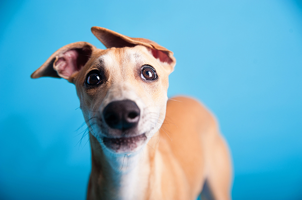 © Emilee Fuss Photography | Daily Dog Tag | adorable-Whippet, Sarasota-studio-dog-portraits