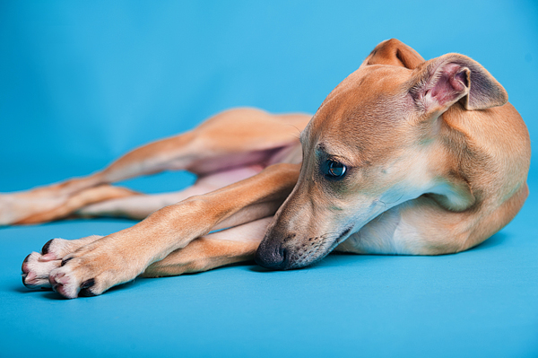 Puppy Love:  Talia the Whippet