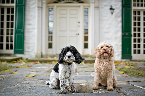 © April Ziegler Photography | Daily Dog Tag | Philadelphia-Pet-Photography, Handsome-Cockapoos