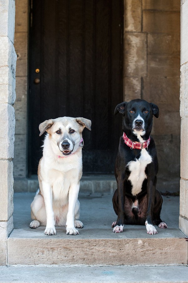 Happy Tails:  Scout and Gracie