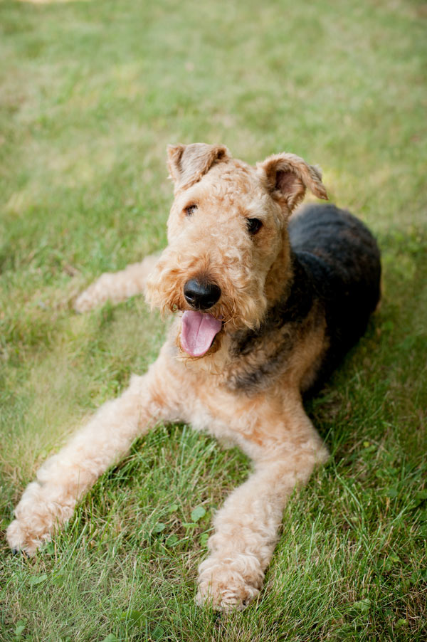 © Alice G Patterson Photography | Daily Dog Tag | Syracuse-dog-photographer, Airedale