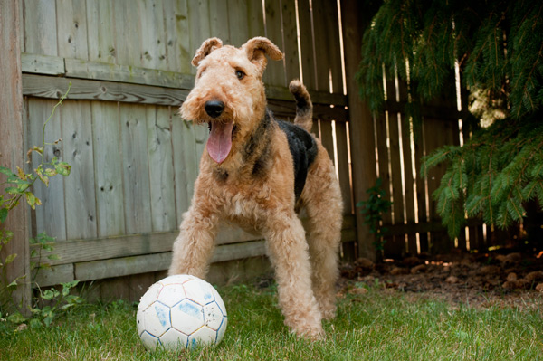 © Alice G Patterson Photography | Daily Dog Tag|Airedale-with-soccer-ball