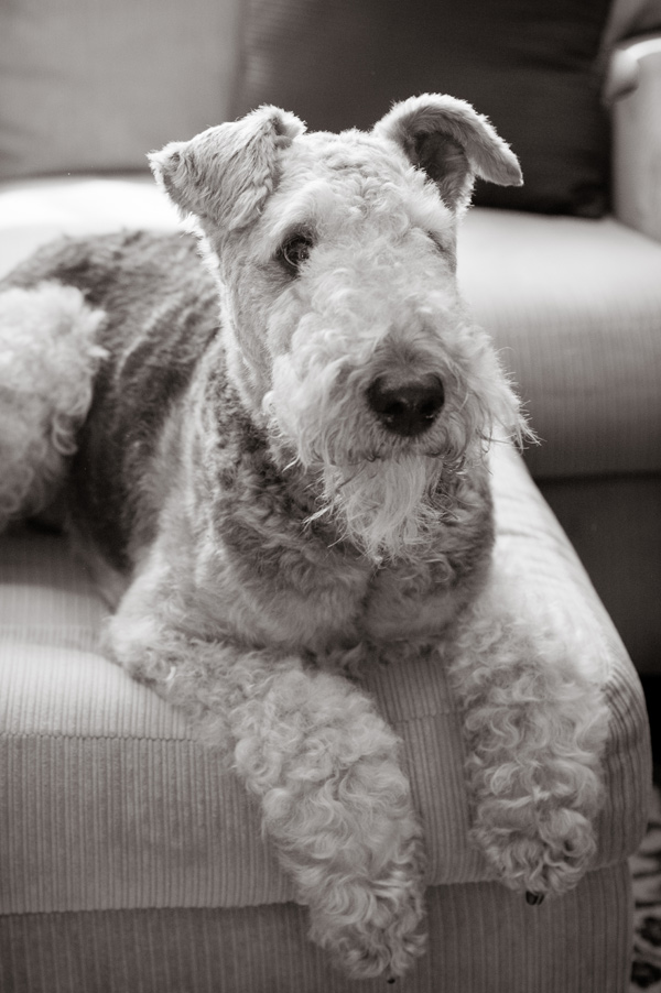 © Alice G Patterson Photography | Daily Dog Tag| Handsome-Airedale, Syracuse-dog-photographer