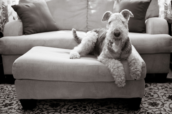 © Alice G Patterson Photography | Daily Dog Tag| Airedale,  CNY-lifestyle-dog-photography