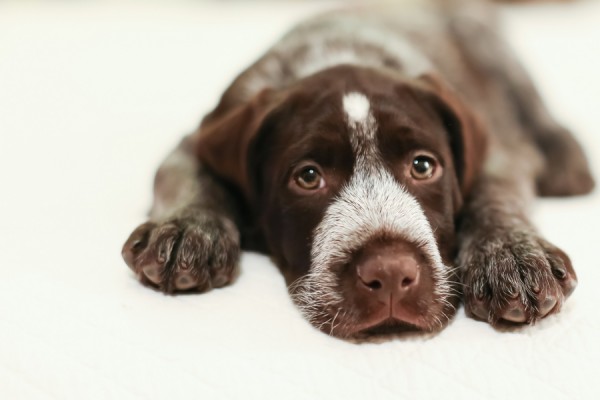 © Cavin Elizabeth Photography | Daily Dog Tag | tired-German-wire-haired-pointer-puppy, German wirehaired pointer puppy