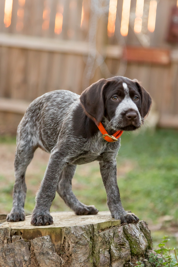 © Cavin Elizabeth Photography | Daily Dog Tag | Deutsch-Drahthaar-puppy, German Wire-Haired Pointer puppy