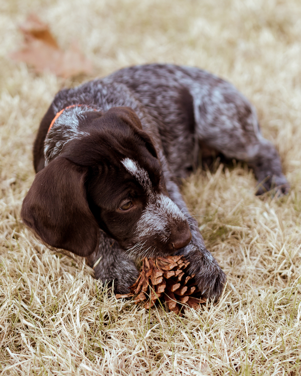 © Cavin Elizabeth Photography | Daily Dog Tag | On-location-pet-photography-Deutsch-Drahthaar-puppy