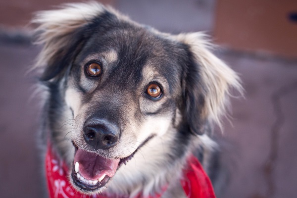 © Heather Binnie Photography | Daily Dog Tag | Adoptable Siberian Husky Mix from Tucson Cold Wet Noses