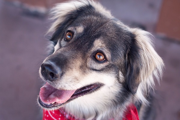 © Heather Binnie Photography | Daily Dog Tag | Adoptable Siberian Husky Mix from Tucson Cold Wet Noses