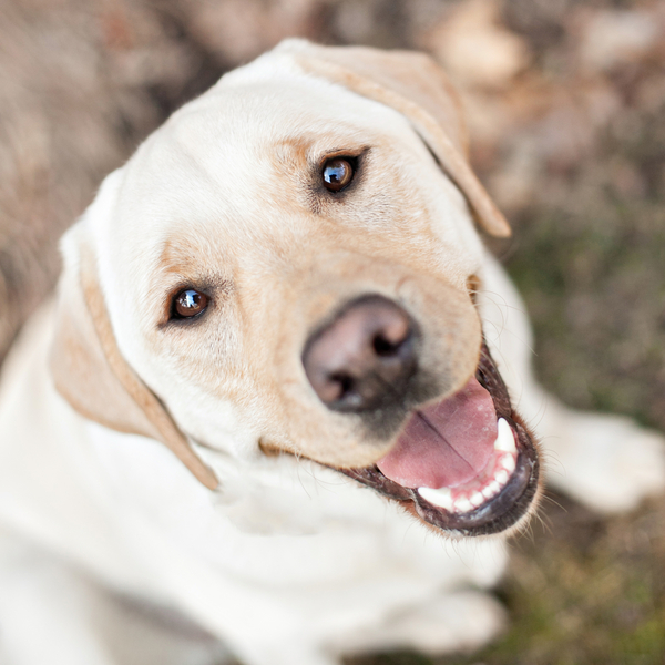 © Paw Prints - Pet Portraits By Charlene | Daily Dog Tag | Happy-Yellow-Labrador-Retriever