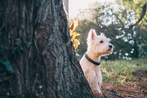 © D Lillian Photography | Daily Dog Tag | Handsome-Westie, SF-lifestyle-photography
