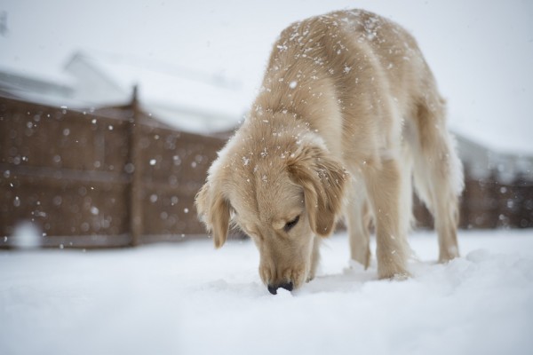 © HMK Photography | Daily Dog Tag | Golden Retriever enjoying a snowy day, NC pet-photography