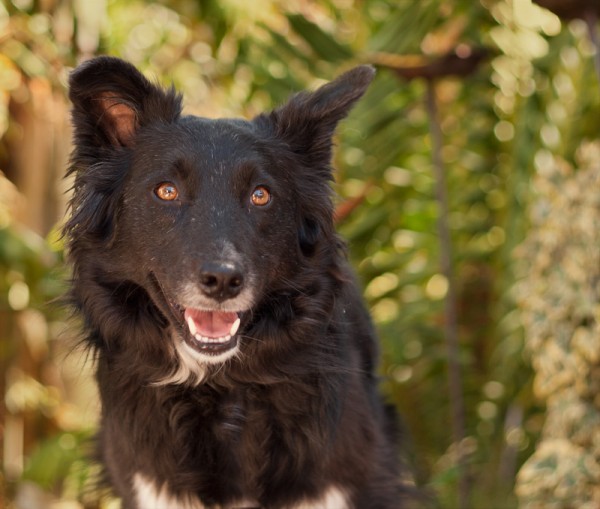 © Fetching  Pet Lifestyle Photography | Daily Dog Tag | Adopt Heidi  from Aussie Rescue of San Diego