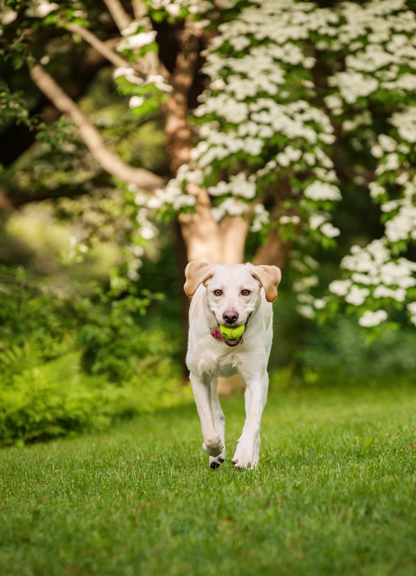 © Kathryn Schauer Photography | Daily Dog Tag | Yellow-Lab-tennis-ball, dogwood-trees