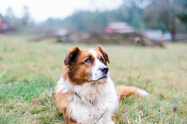 © Kirstie Marie Photography | Daily Dog Tag | Handsome Dog, on-location-pet-photography