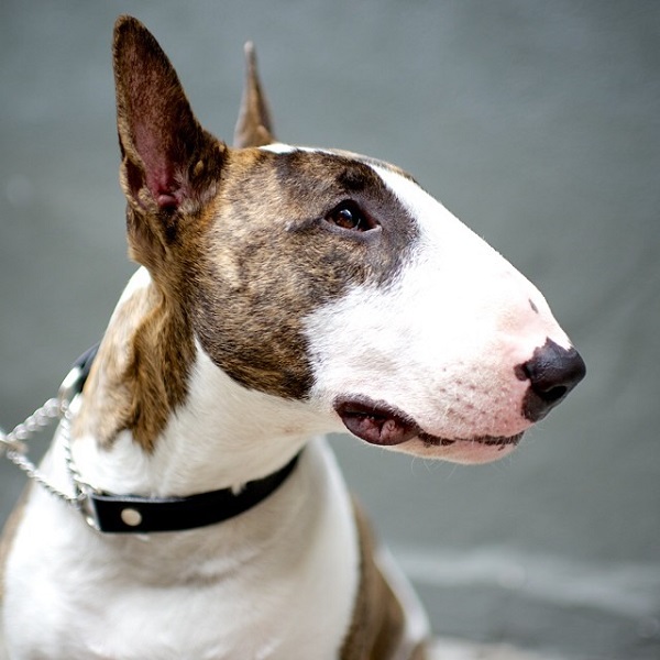 © The Dogist | Daily Dog Tag | English-Bull-Terrier
