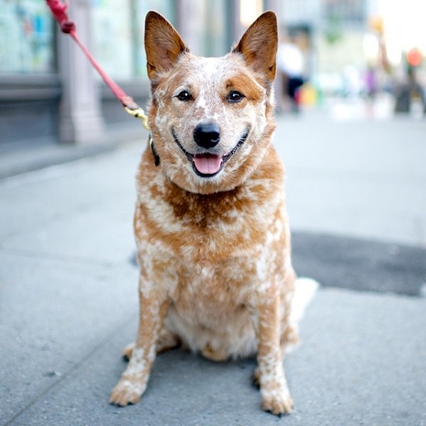 © The Dogist | Daily Dog Tag | Australian Cattle Dog