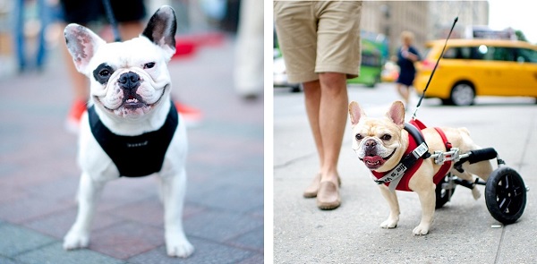 © The Dogist | Daily Dog Tag | French-Bulldogs, Disabled-Frenchie-with-cart