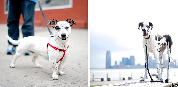 © The Dogist | Daily Dog Tag | Heeler/Corgi/mix, Great-Dane