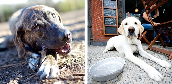 © The Dogist | Daily Dog Tag |Plott hound, Labrador-Retriever,