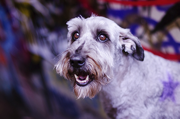 © Amber Allen,  Goblin Child | Daily Dog Tag | lifestyle-Dog-photography