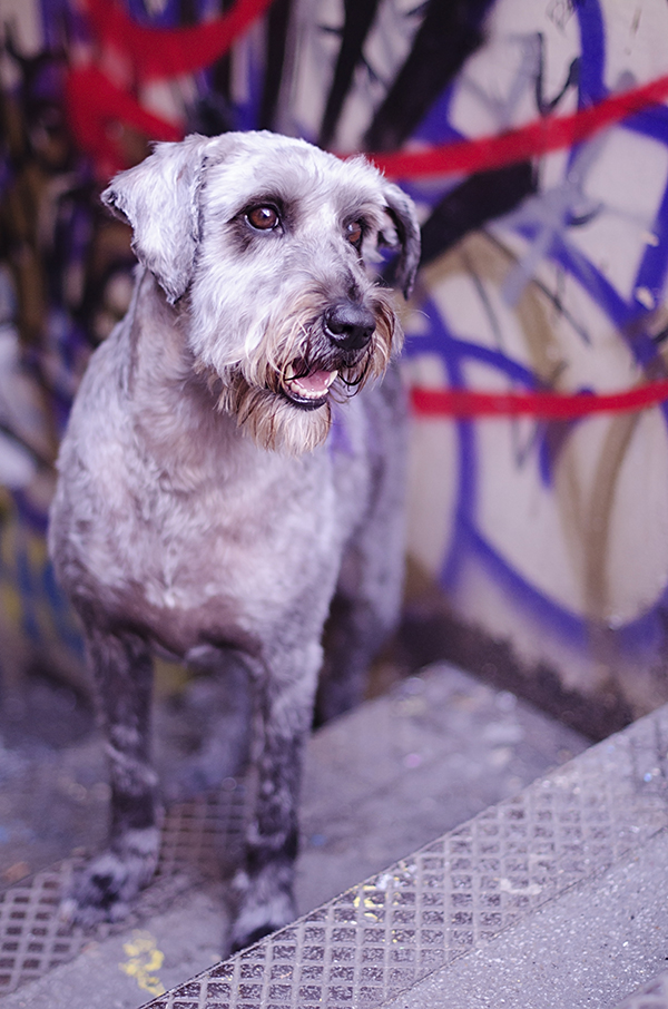 © Amber Allen,  Goblin Child | Daily Dog Tag | London-pet-photographer