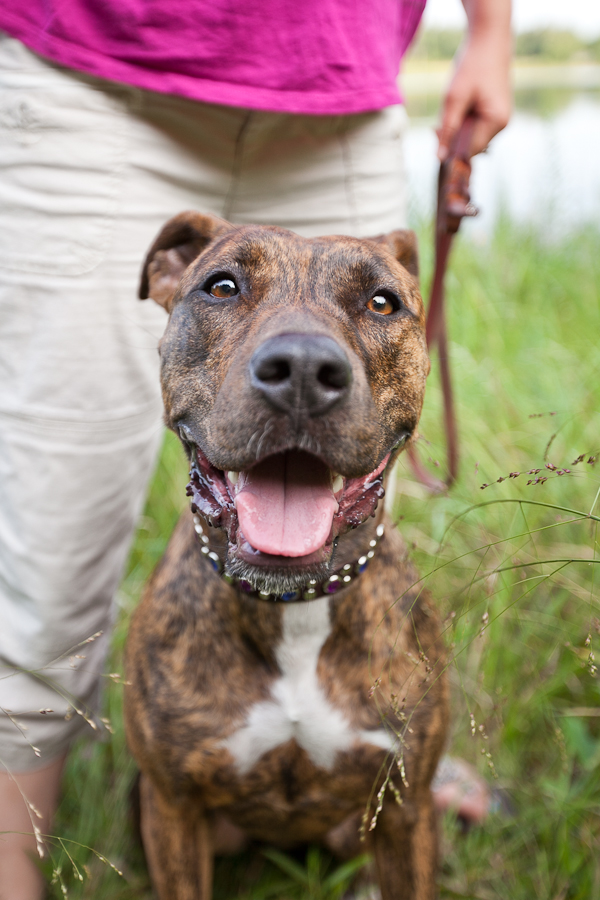 © Chocolate Moose Images | Daily Dog Tag | Adoptable-Brindle-Pit-bull- MPBR