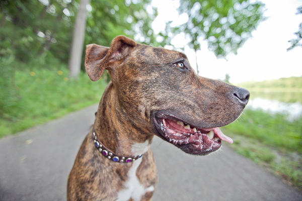 © Chocolate Moose Images | Daily Dog Tag | Gorgeous-Brindle-adoptable-from-Minnesota-Pit-Bull-Rescue