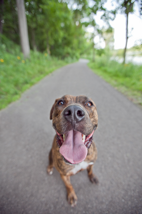 © Chocolate Moose Images | Daily Dog Tag | Goofy-smile-looking-for-a-good-home, MPBR 
