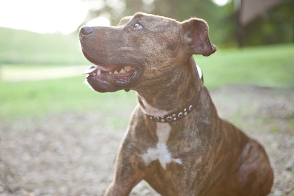 © Chocolate Moose Images | Daily Dog Tag | Adopt-Layla-MPBR