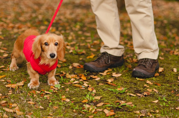 © Oeil Photography | Long-haired Dachshund in red coat