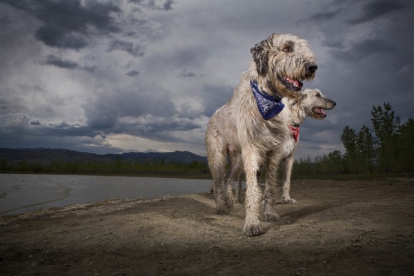 © CakeKnife Photography | Daily Dog Tag| Handsome Irish Wolfhounds