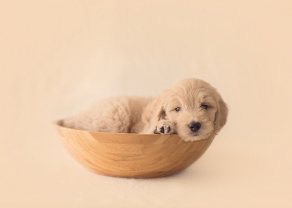 © Marci Yochum Photography | Daily Dog Tag | Lifestyle-pet-photography, puppy-in-bowl