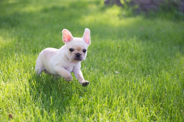 © Angelina Faye Photography | Daily Dog Tag | Minneapolis-dog-photographer, puppy-running-in-grass