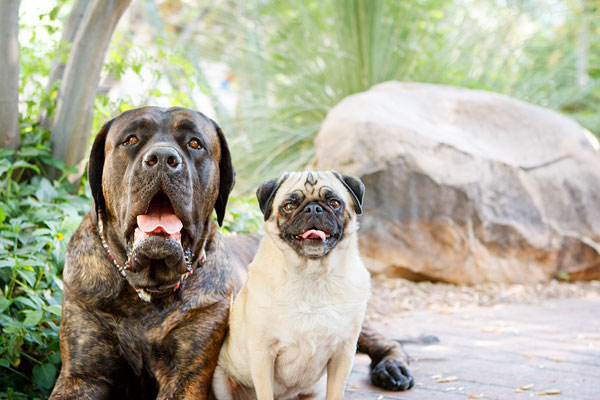 © Kira DeDecker Photography | Rescue Mastiff and Rescue Pug, dogs BFF