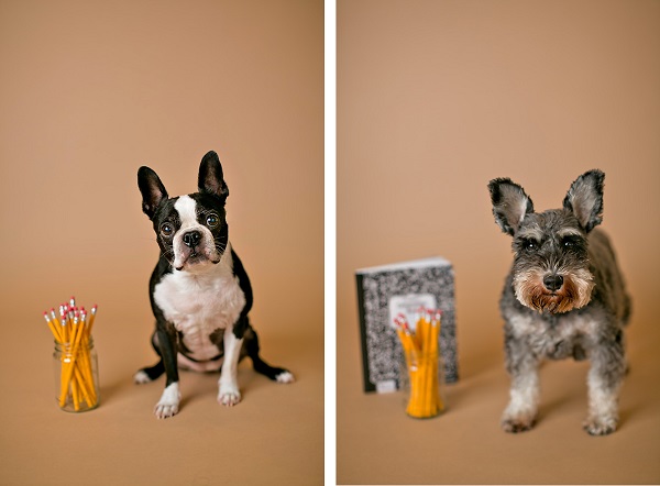 © April Ziegler Photography | Daily Dog Tag | Back-to-School-Boston-Terrier-Schnauzer, Philadelphia-pet-portraits