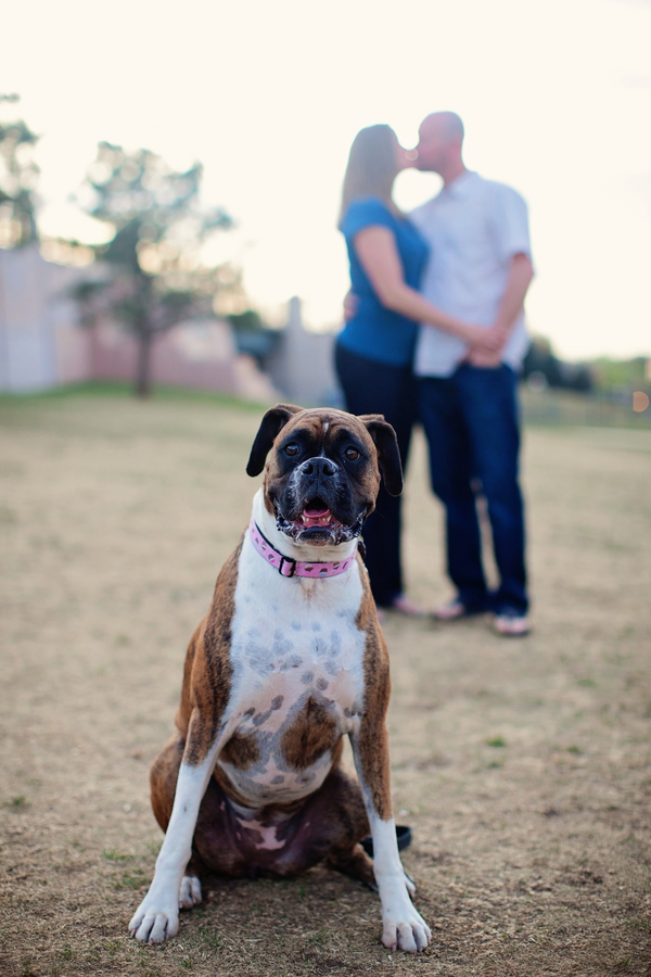© Urban Safari Photography | Daily Dog Tag | Denver-engagement-photos-with-Boxer