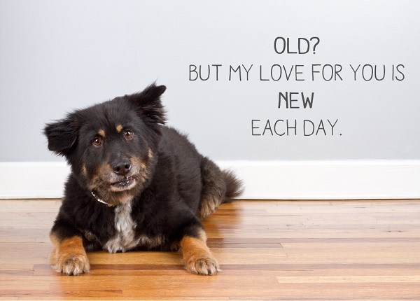 © City Dog Photography | Adoptable-senior-from-The-Old-Dog-House-Jacksonsville, FL