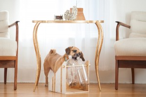 DIY Treat Dispenser - Daily Dog Tag