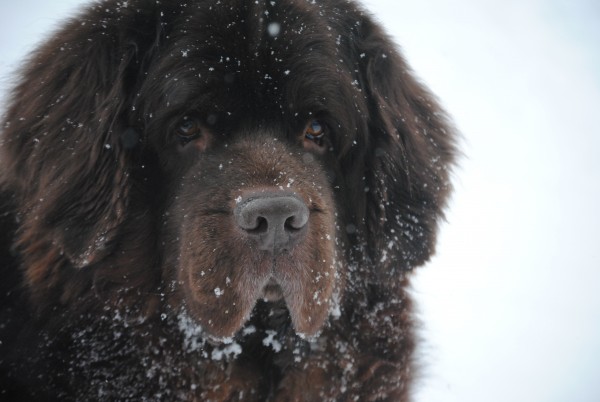 © Jen Costello, My Brown Newfies
