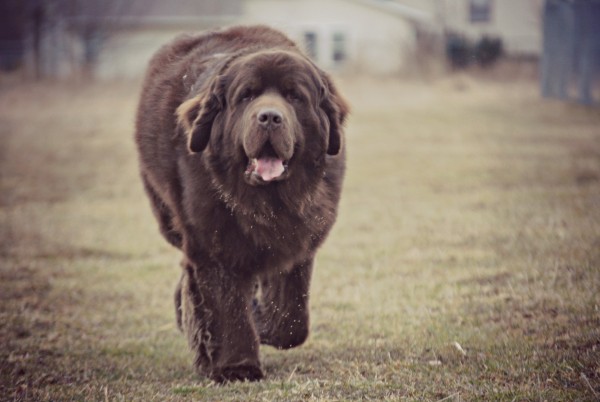 © Jen Costello, My Brown Newfies