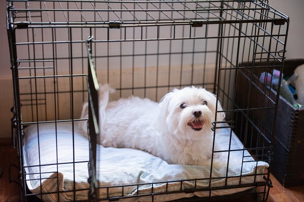 The Benefits of Using a Dog Crate